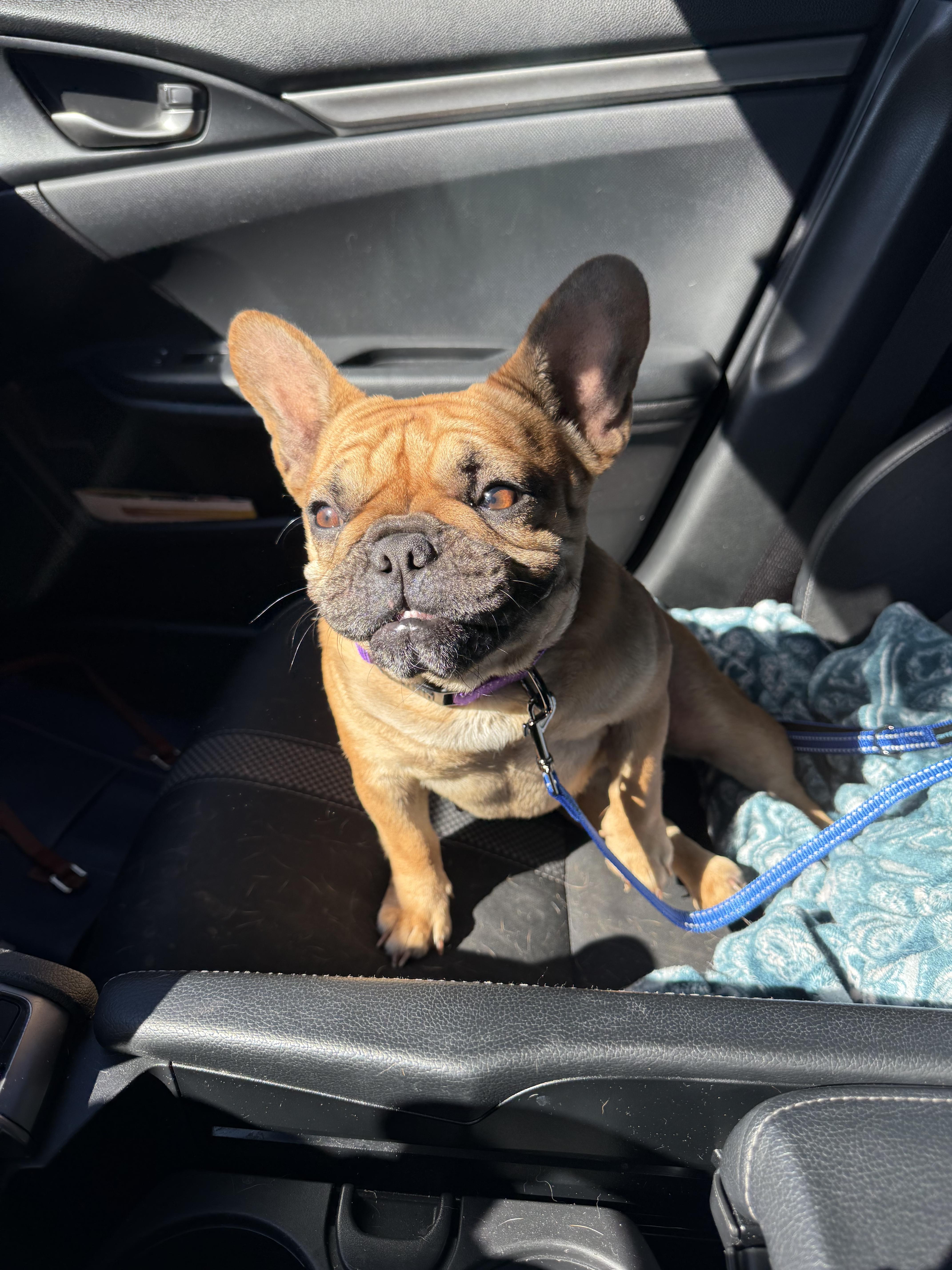 Enlarge Nadia aka Toast, a Adoptable French Bulldog in Houston, TX image 6/6