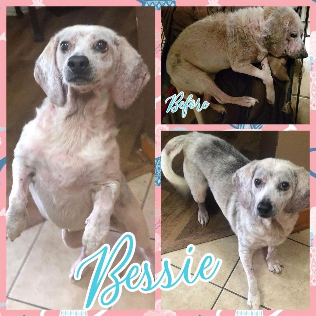 Bessie, Adoptable, Adult Female Beagle.