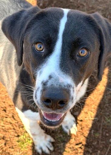 Rizzo, a Adoptable Hound in Carrollton, GA image 1/6