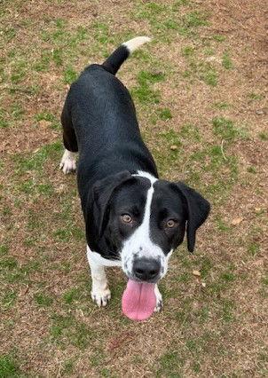 Rizzo, a Adoptable Hound in Carrollton, GA image 3/6