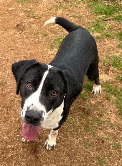 Rizzo, a Adoptable Hound in Carrollton, GA image 6/6