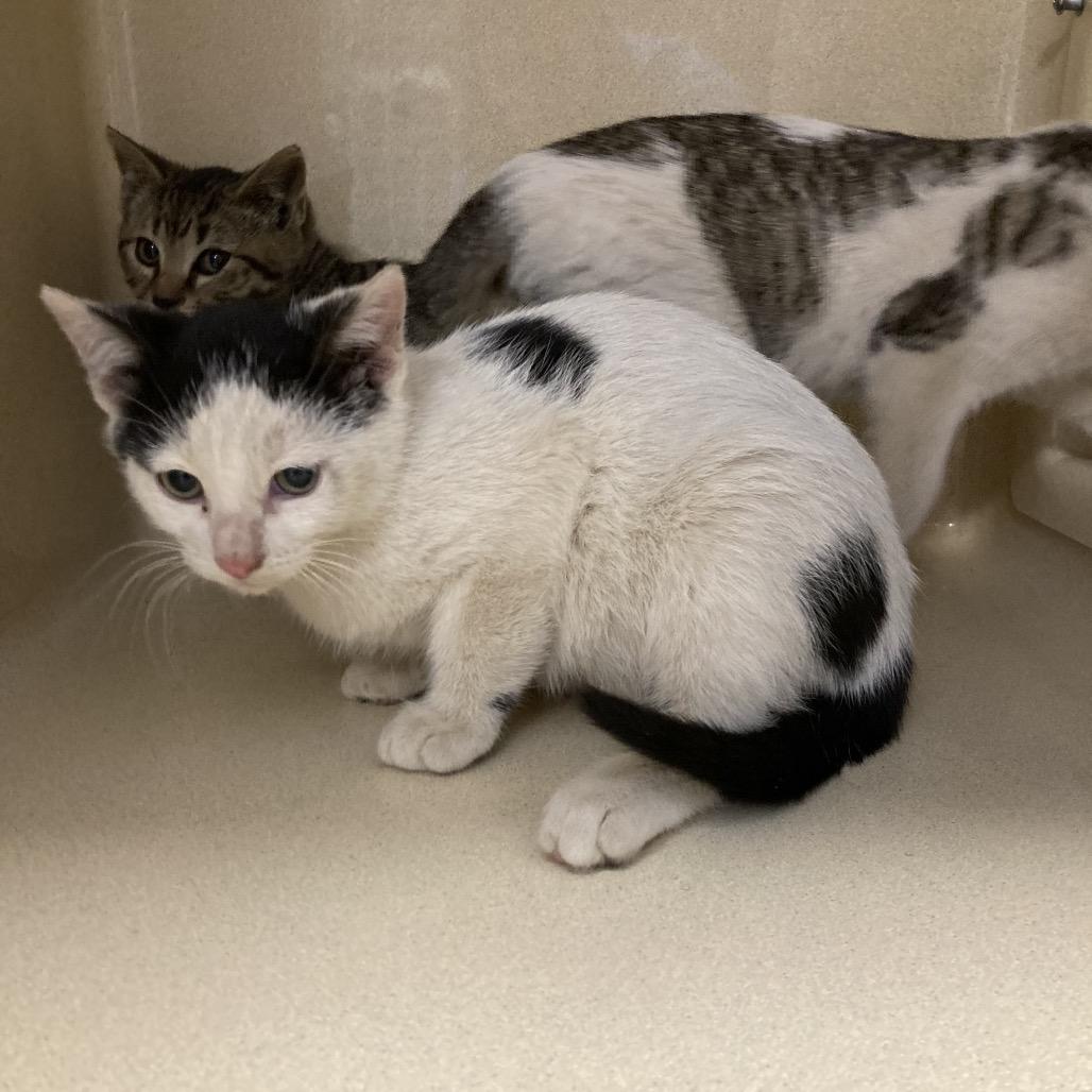 Zuko, Adoptable, Kitten Male Domestic Short Hair.