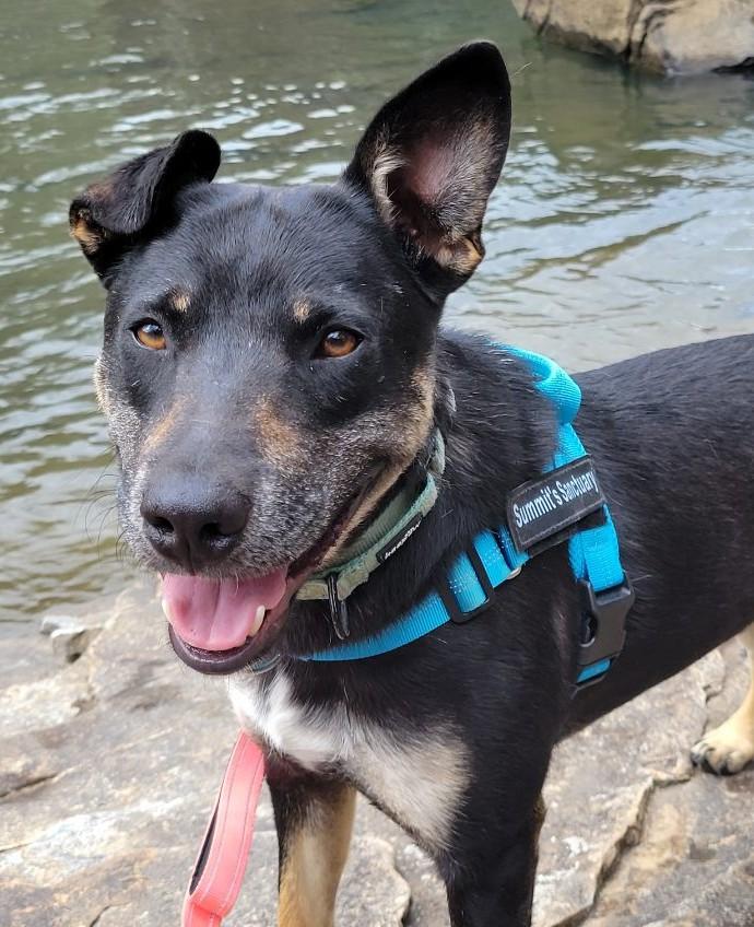 Sawyer, Adoptable, Young Male German Shepherd Dog & Labrador Retriever.