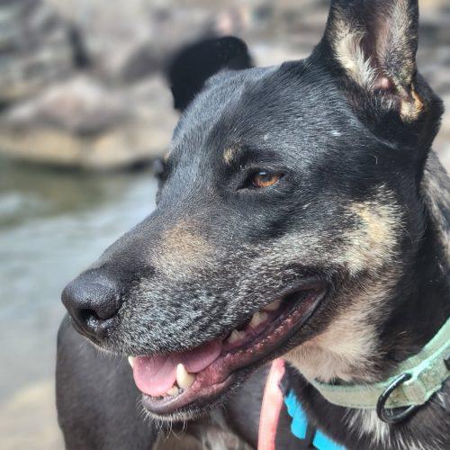 Enlarge Sawyer, a Adoptable mixed breed in Leesburg, AL image 1/5