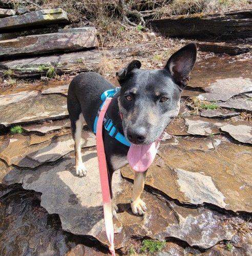 Enlarge Sawyer, a Adoptable mixed breed in Leesburg, AL image 2/5