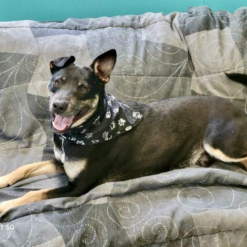 Enlarge Sawyer, a Adoptable mixed breed in Leesburg, AL image 3/5