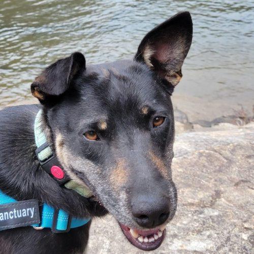 Enlarge Sawyer, a Adoptable mixed breed in Leesburg, AL image 5/5