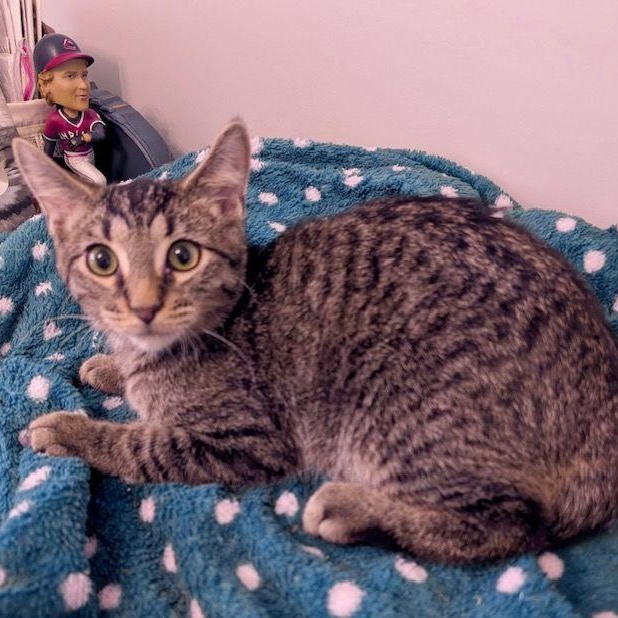 Tangy, a Adoptable Domestic Short Hair in Lake Orion, MI image 1/3