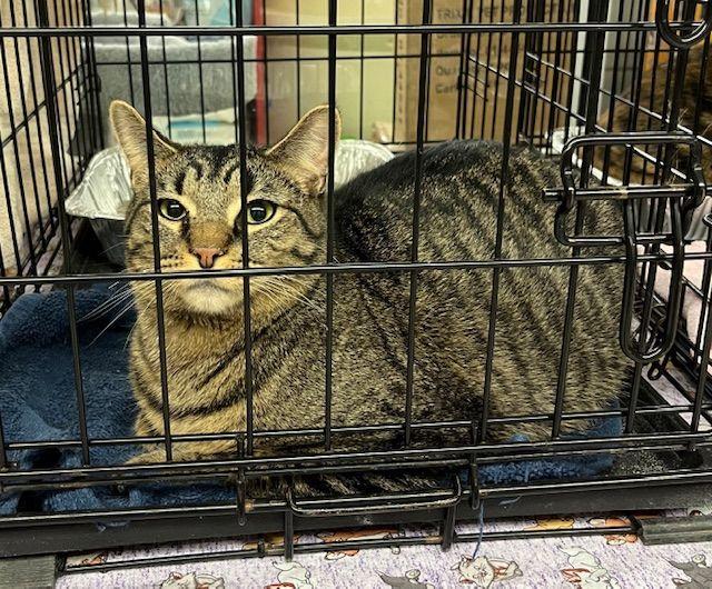 Tangy, Adoptable, Young Male Domestic Short Hair.