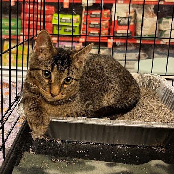 Tangy, a Adoptable Domestic Short Hair in Lake Orion, MI image 3/3