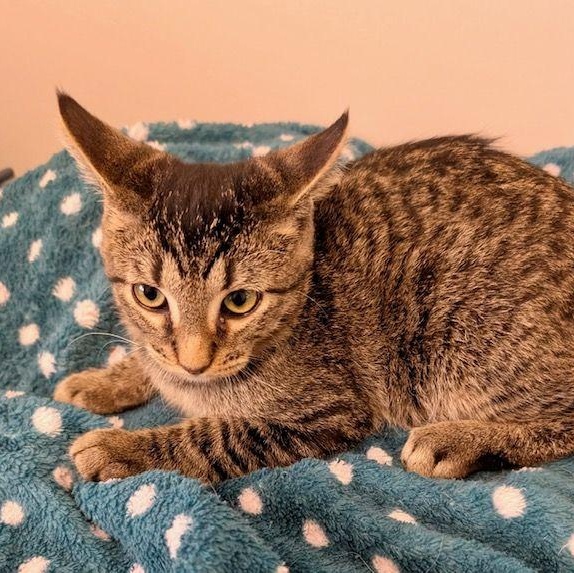 Tangy, a Adoptable Domestic Short Hair in Lake Orion, MI image 2/3