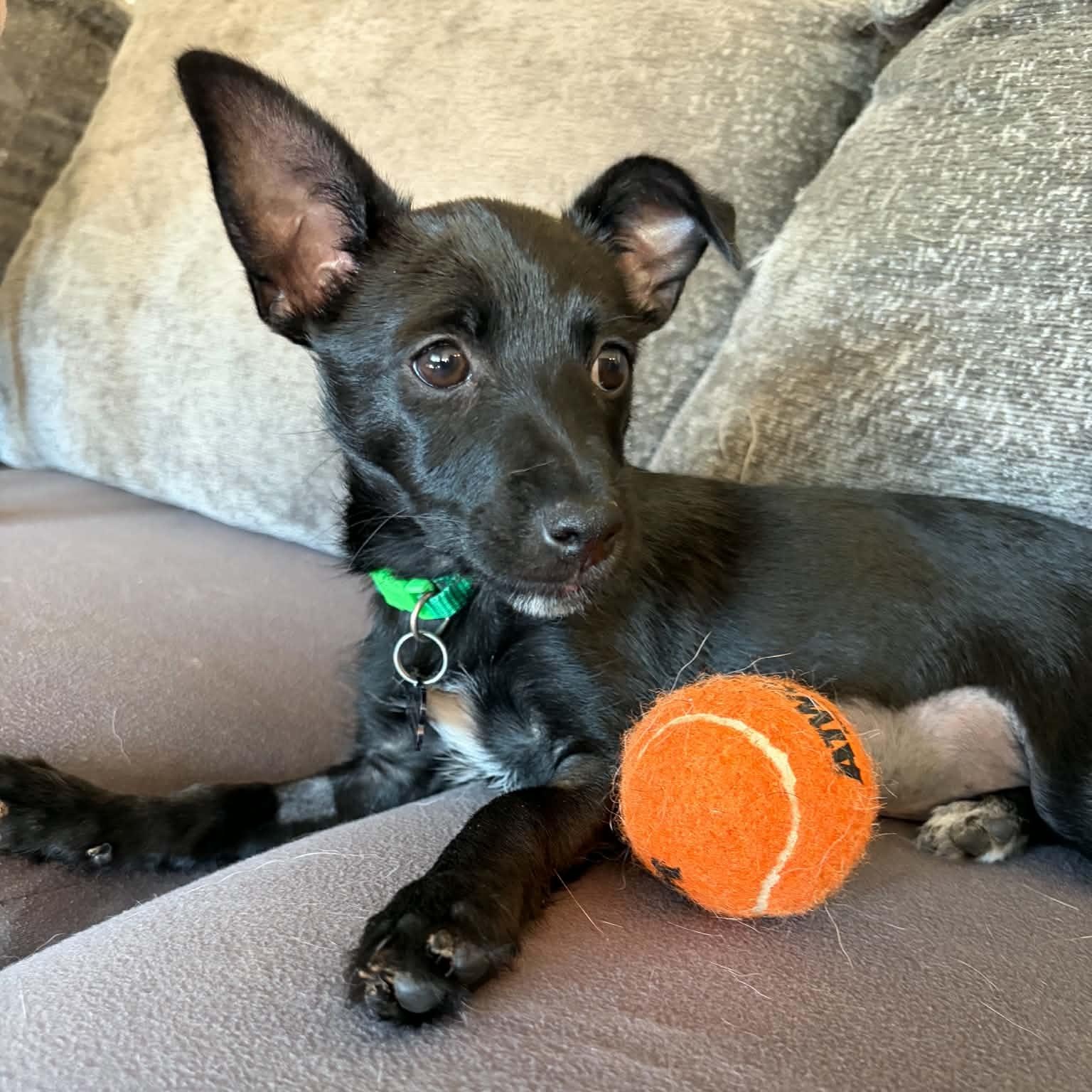 Enlarge Espresso, an adopted mixed breed in Oklahoma City, OK image 3/6