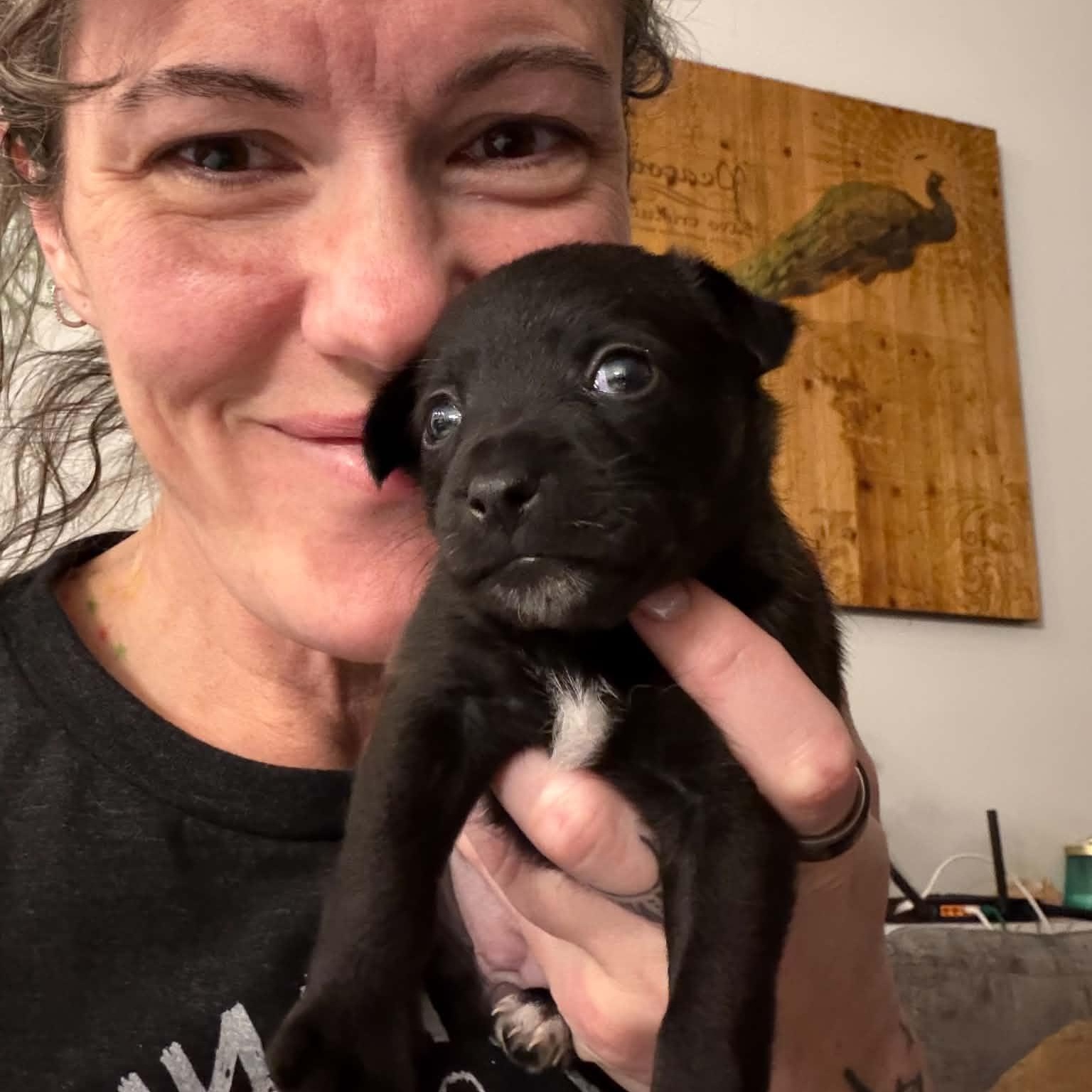 Enlarge Espresso, an adopted mixed breed in Oklahoma City, OK image 6/6