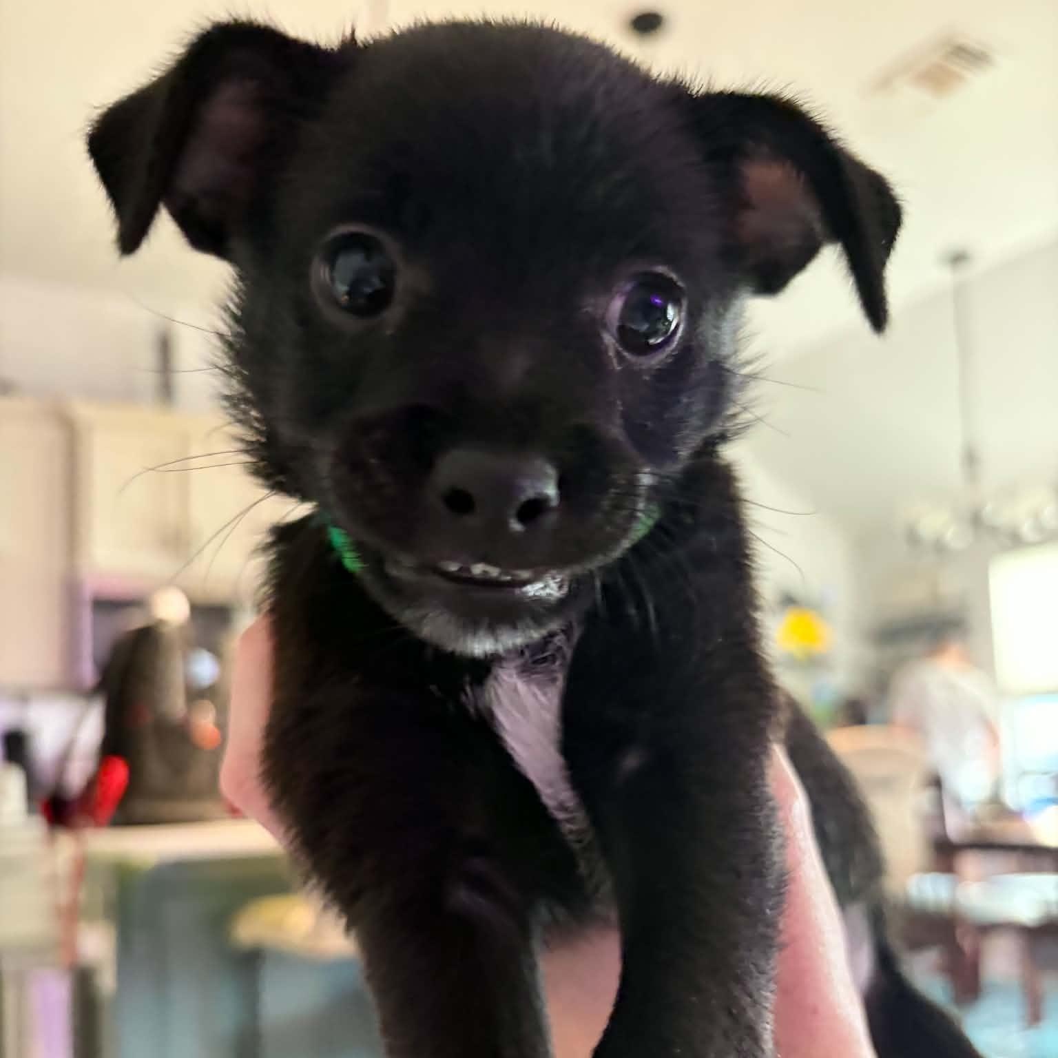 Enlarge Espresso, an adopted mixed breed in Oklahoma City, OK image 4/6