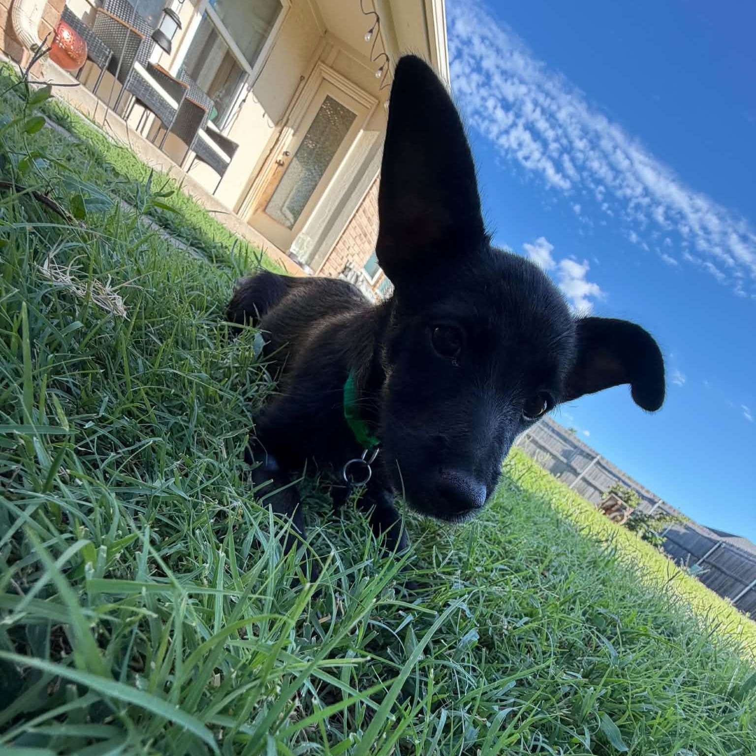 Enlarge Espresso, an adopted mixed breed in Oklahoma City, OK image 2/6
