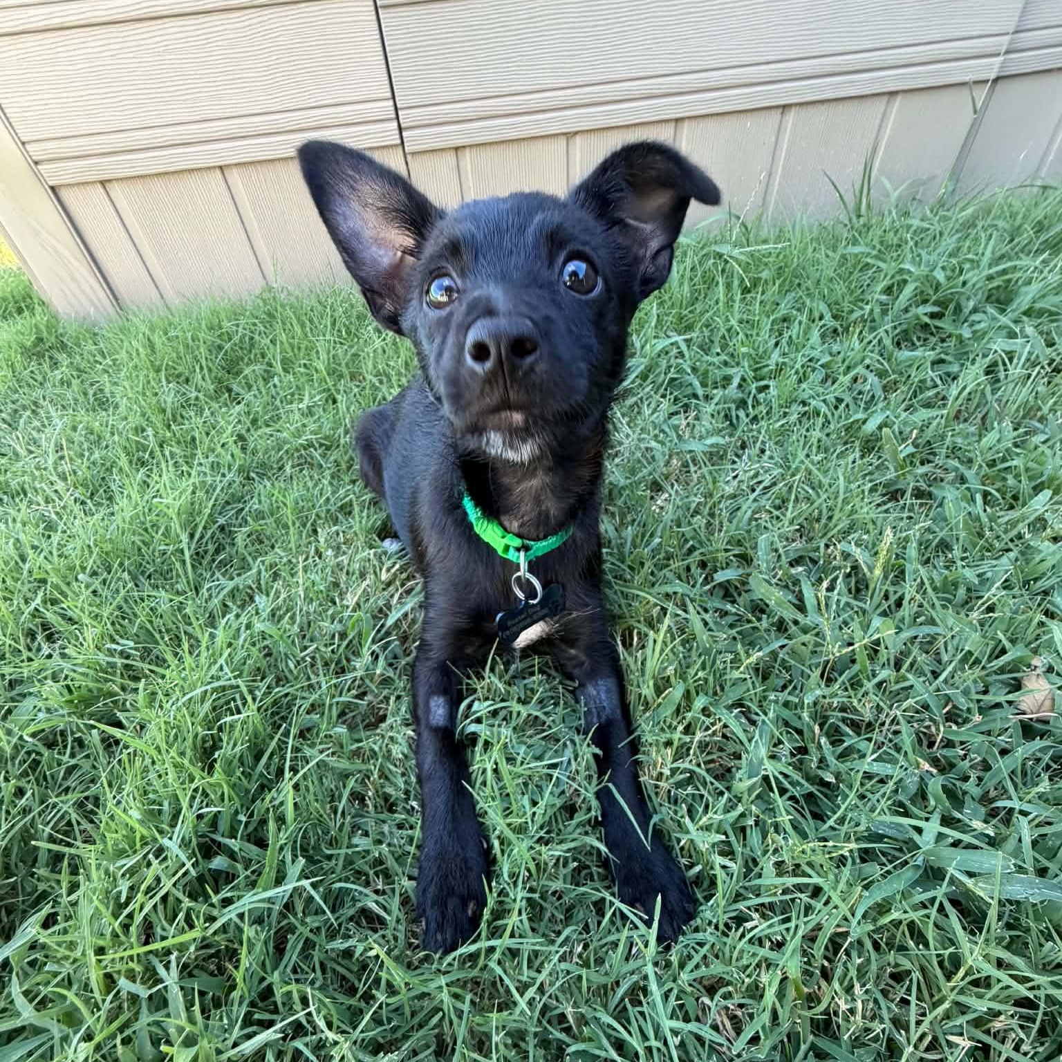 Espresso, adopted, Young Female Chihuahua.