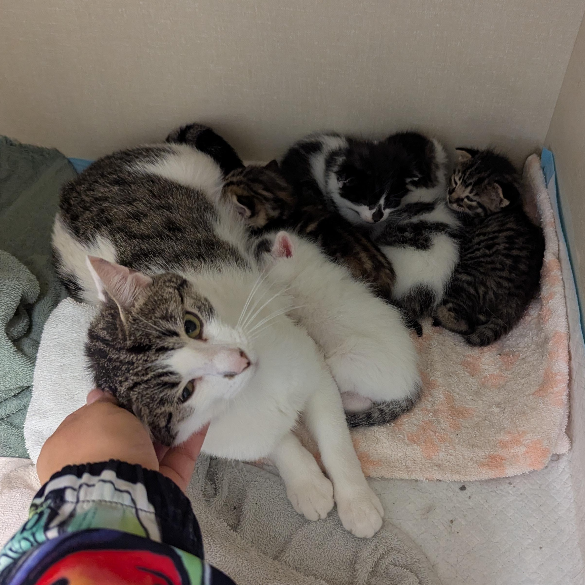 Riley, an adoptable Domestic Short Hair in Morden, MB, R6M 1Y4 | Photo Image 4