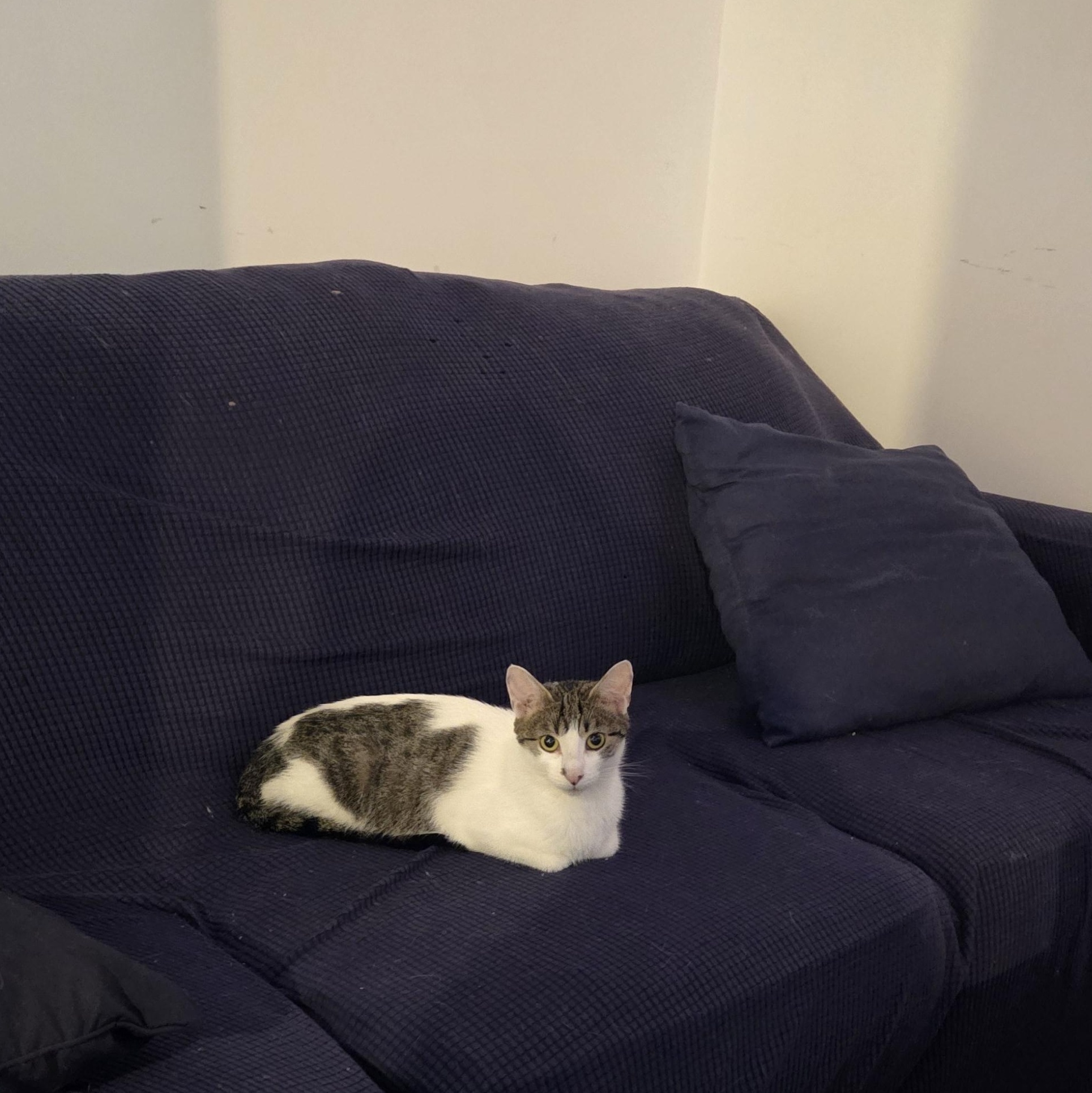 Riley, a Adoptable Domestic Short Hair in Morden, MB image 4/4