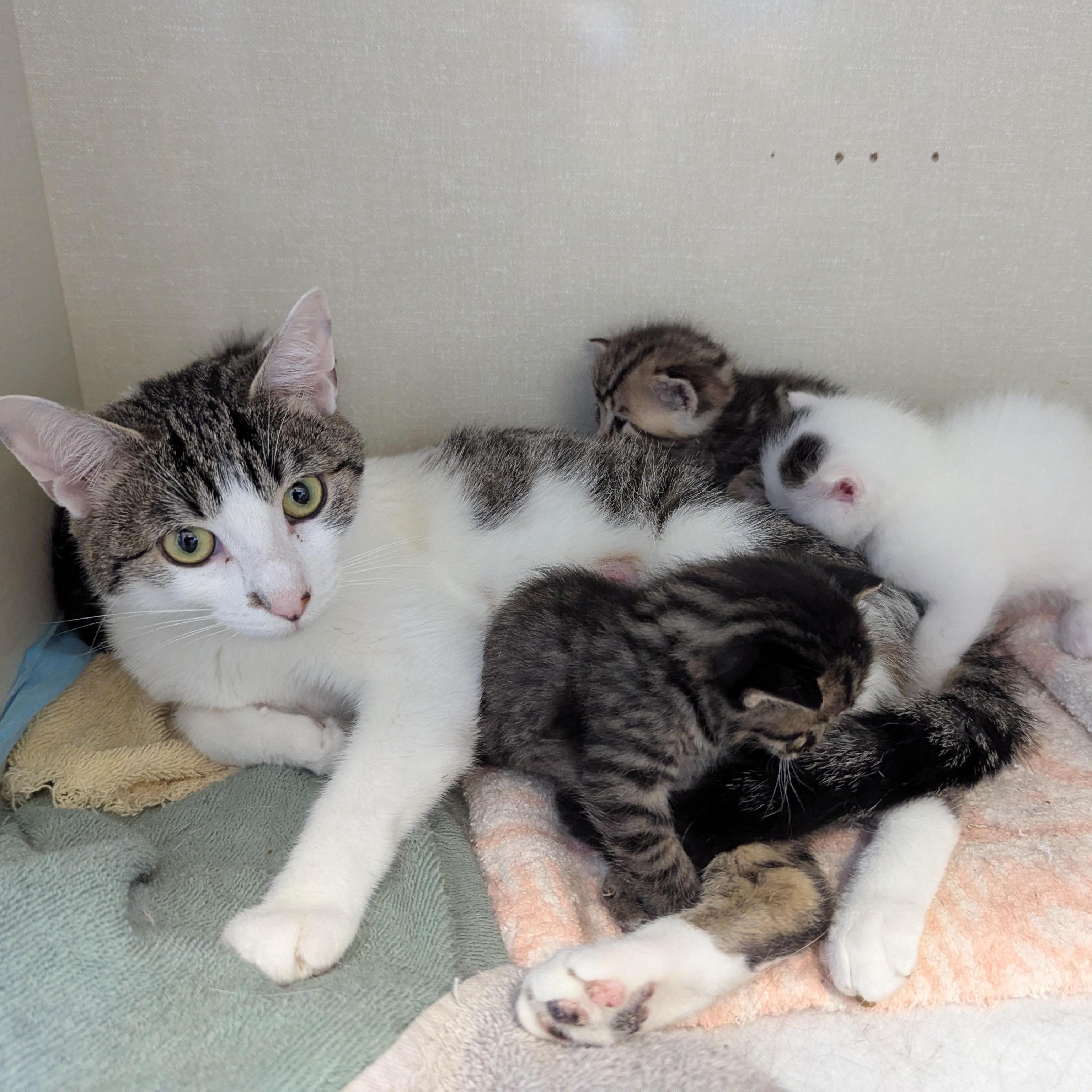 Riley, a Adoptable Domestic Short Hair in Morden, MB image 2/4