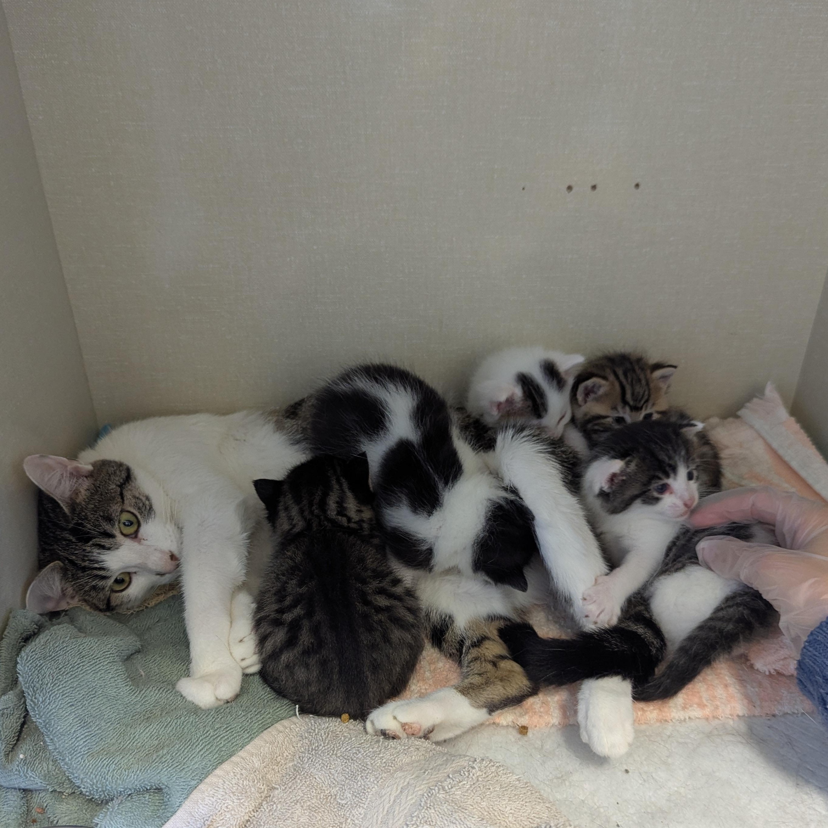 Riley, an adoptable Domestic Short Hair in Morden, MB, R6M 1Y4 | Photo Image 3