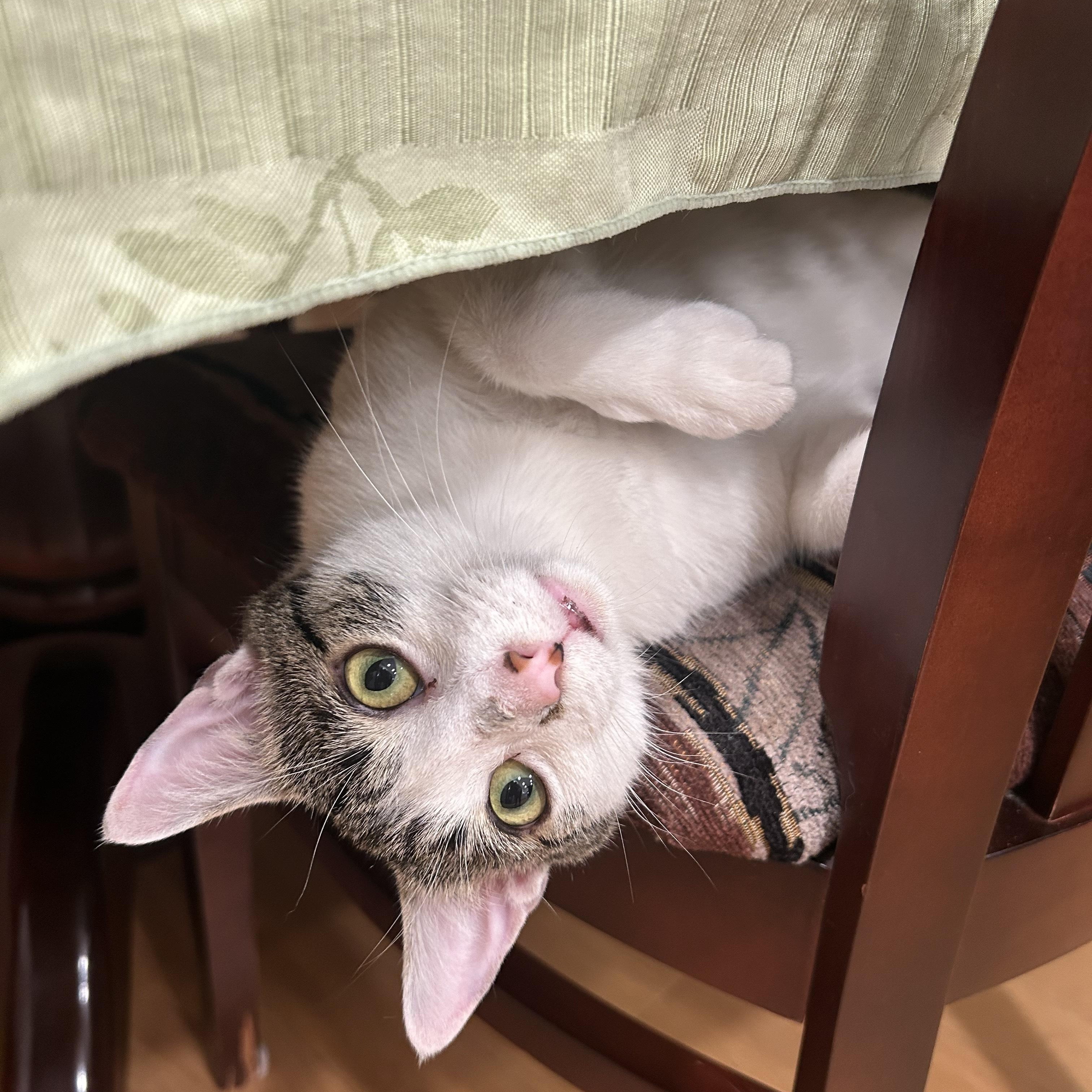 Riley, a Adoptable Domestic Short Hair in Morden, MB image 1/4