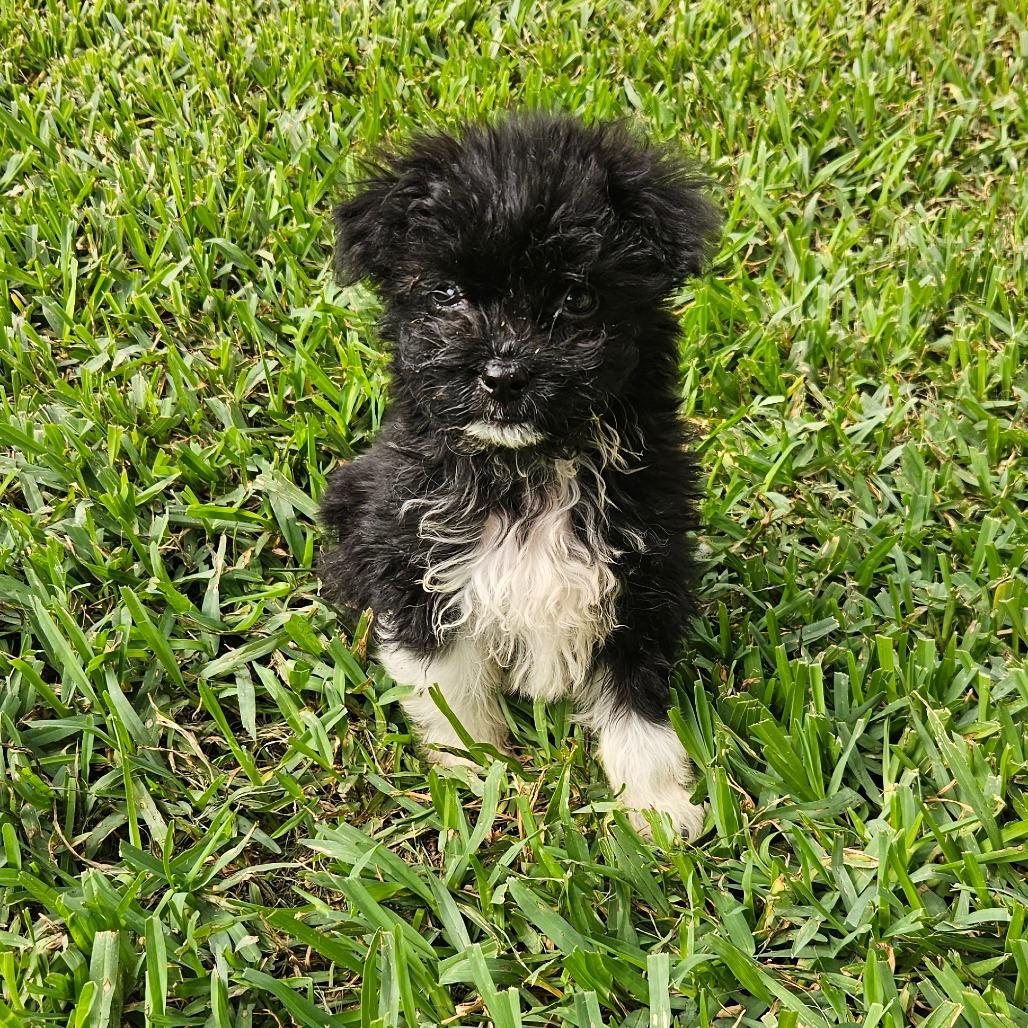 Enlarge Rhubarb, a Adoptable mixed breed in Houston, TX image 1/3