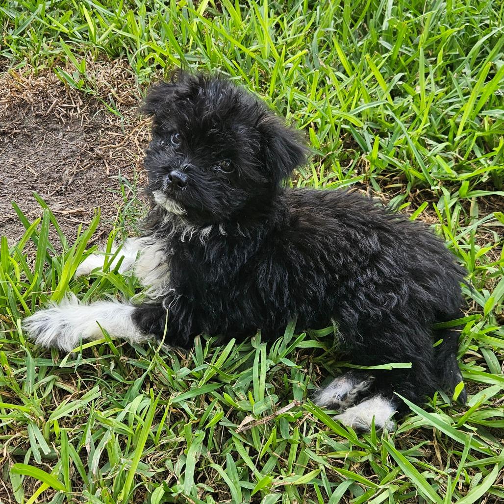 Enlarge Rhubarb, a Adoptable mixed breed in Houston, TX image 3/3