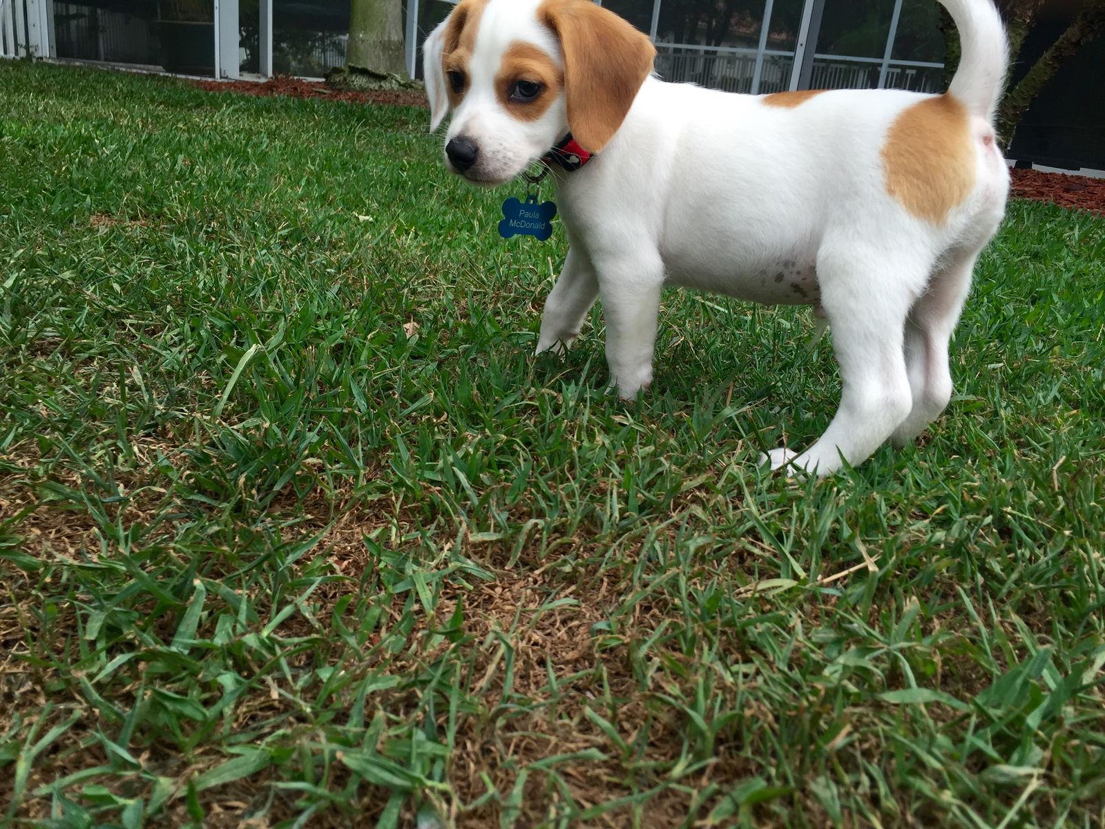 Enlarge Charlie VIII, a Adopted Beagle in Tampa, FL image 1/3