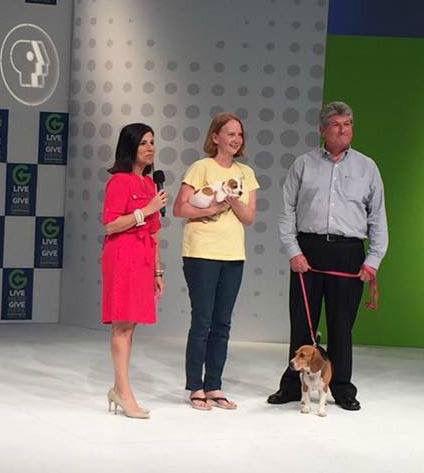 Enlarge Charlie VIII, a Adopted Beagle in Tampa, FL image 2/3