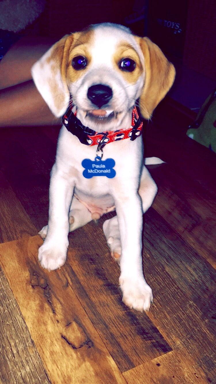 Enlarge Charlie VIII, a Adopted Beagle in Tampa, FL image 3/3