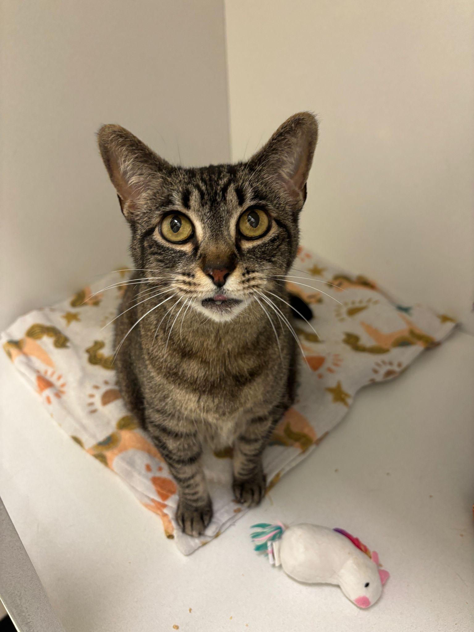 Milly, a Adoptable Domestic Short Hair in Brooklyn, NY image 3/6