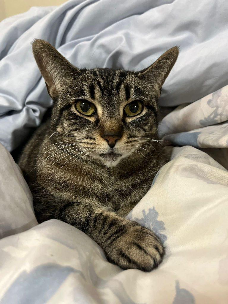 Milly, a Adoptable Domestic Short Hair in Brooklyn, NY image 1/6