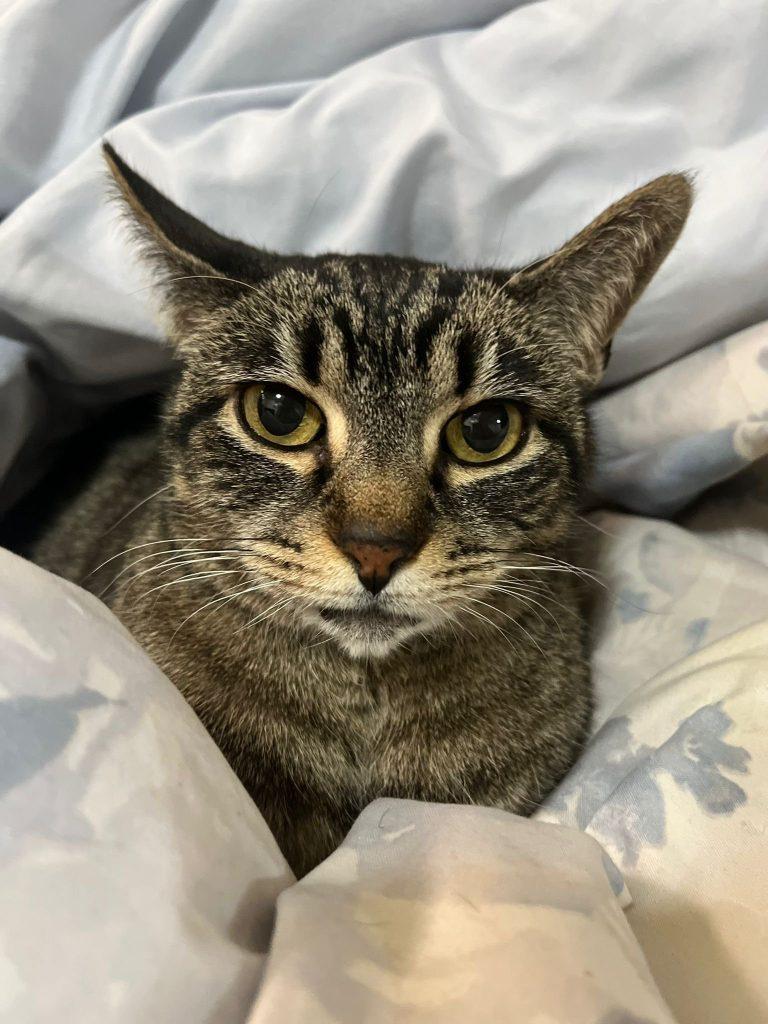 Milly, a Adoptable Domestic Short Hair in Brooklyn, NY image 5/6