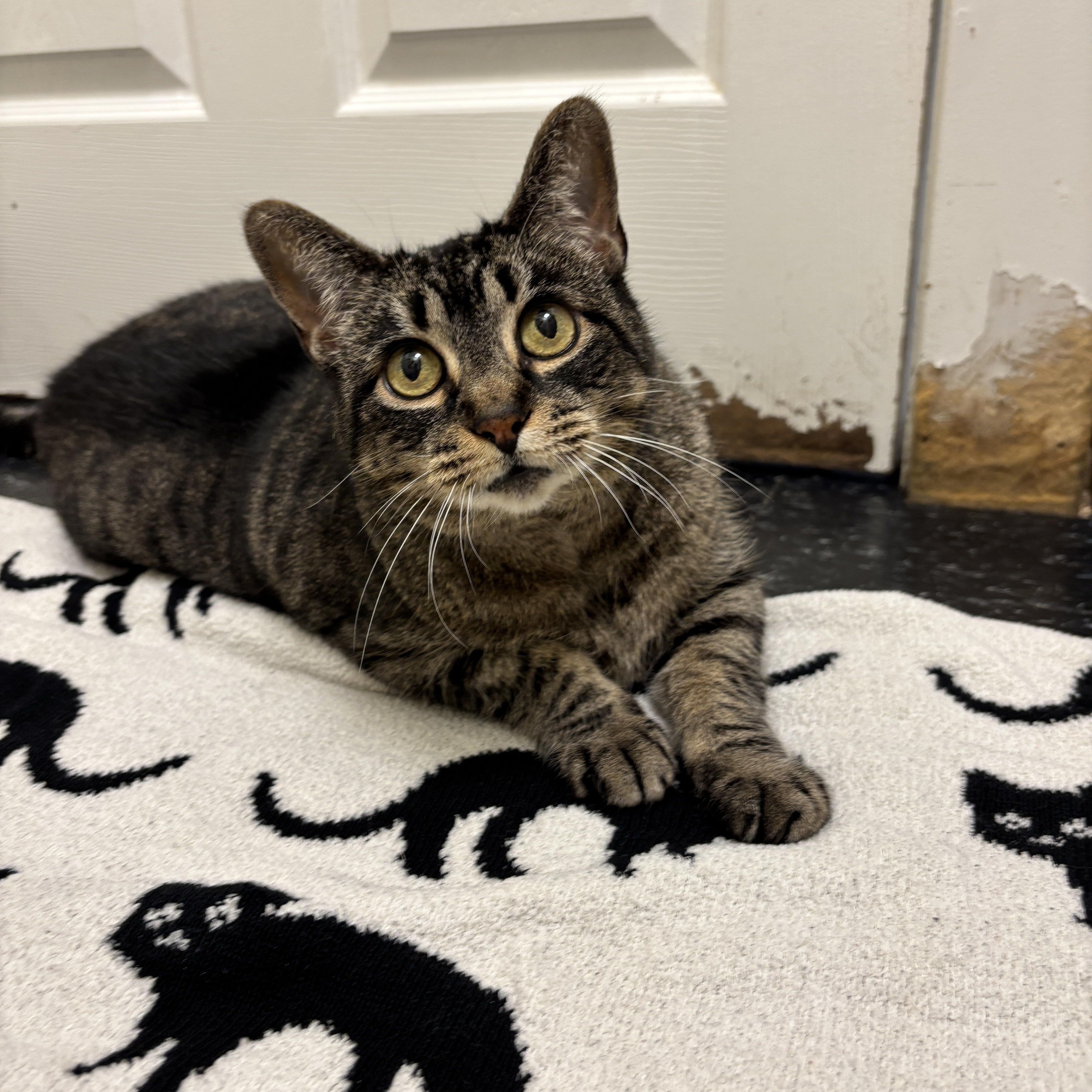 Milly, a Adoptable Domestic Short Hair in Brooklyn, NY image 6/6