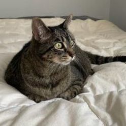 Milly, a Adoptable Domestic Short Hair in Brooklyn, NY image 4/6