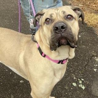 Enlarge Juniper, a Adoptable Mixed Breed in Middletown, RI image 1/1