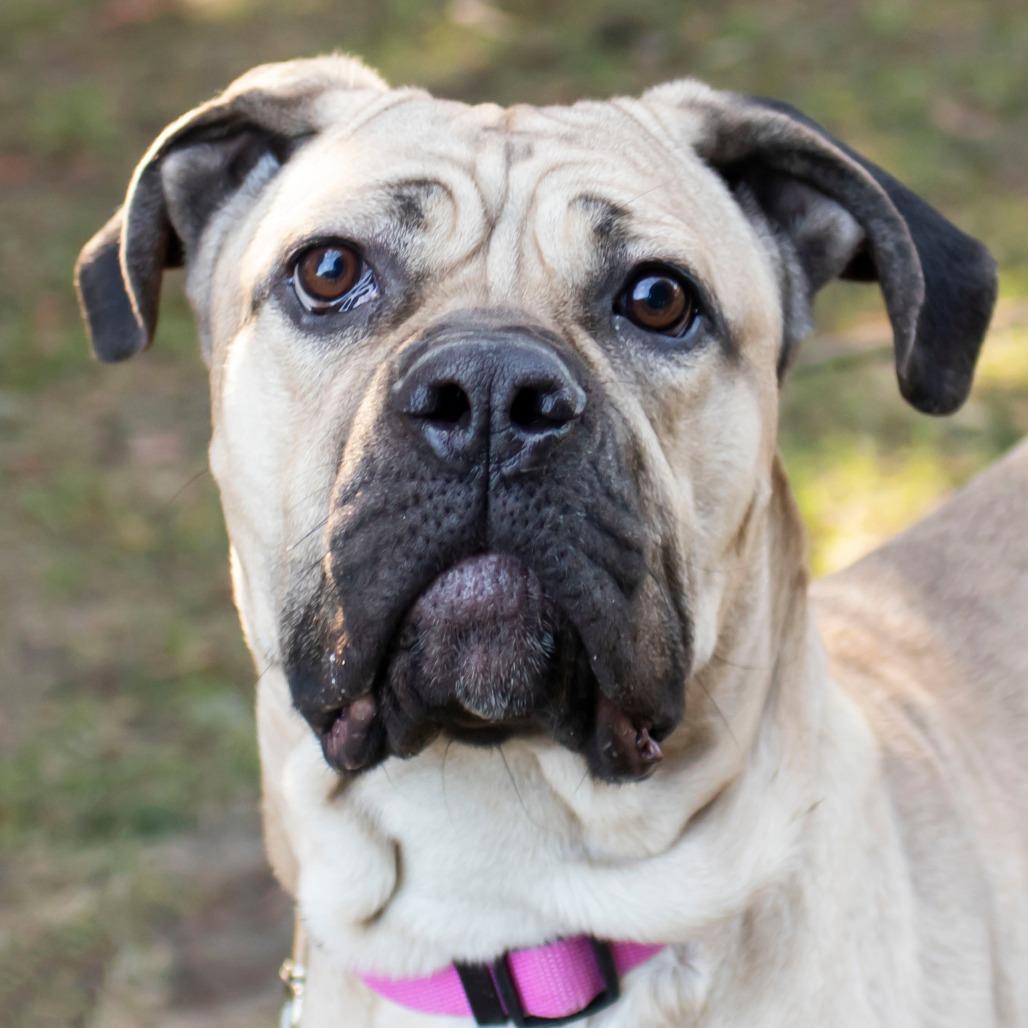 Juniper, Adoptable, Adult Female Mixed Breed.