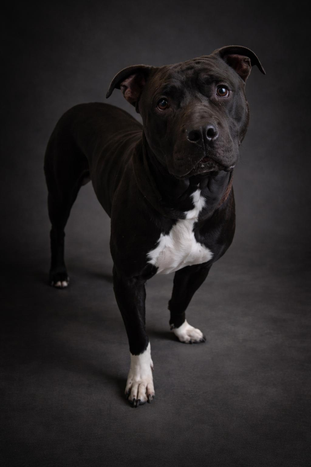 Enlarge Ricky Bobby , a ADOPTABLE mixed breed in Wooster, OH image 1/1