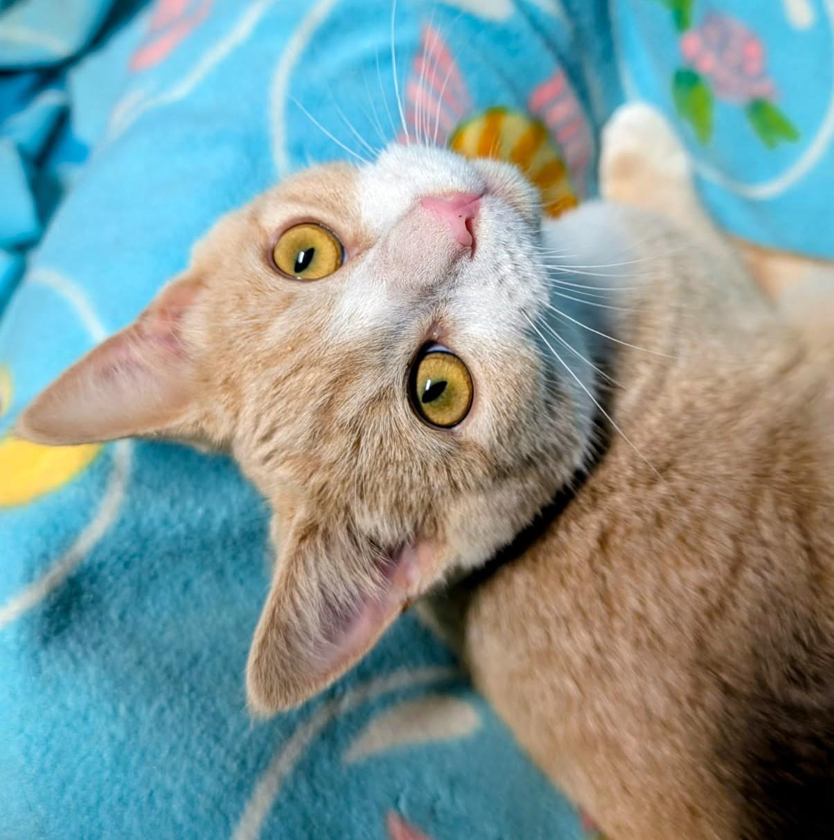 Enlarge Arthur & Albert Super Lovable, a Adoptable Siamese in Newport, WA image 5/6