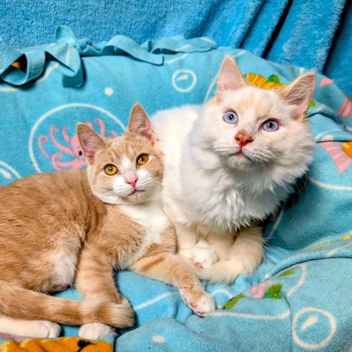 Enlarge Arthur & Albert Super Lovable, a Adoptable Siamese in Newport, WA image 4/6