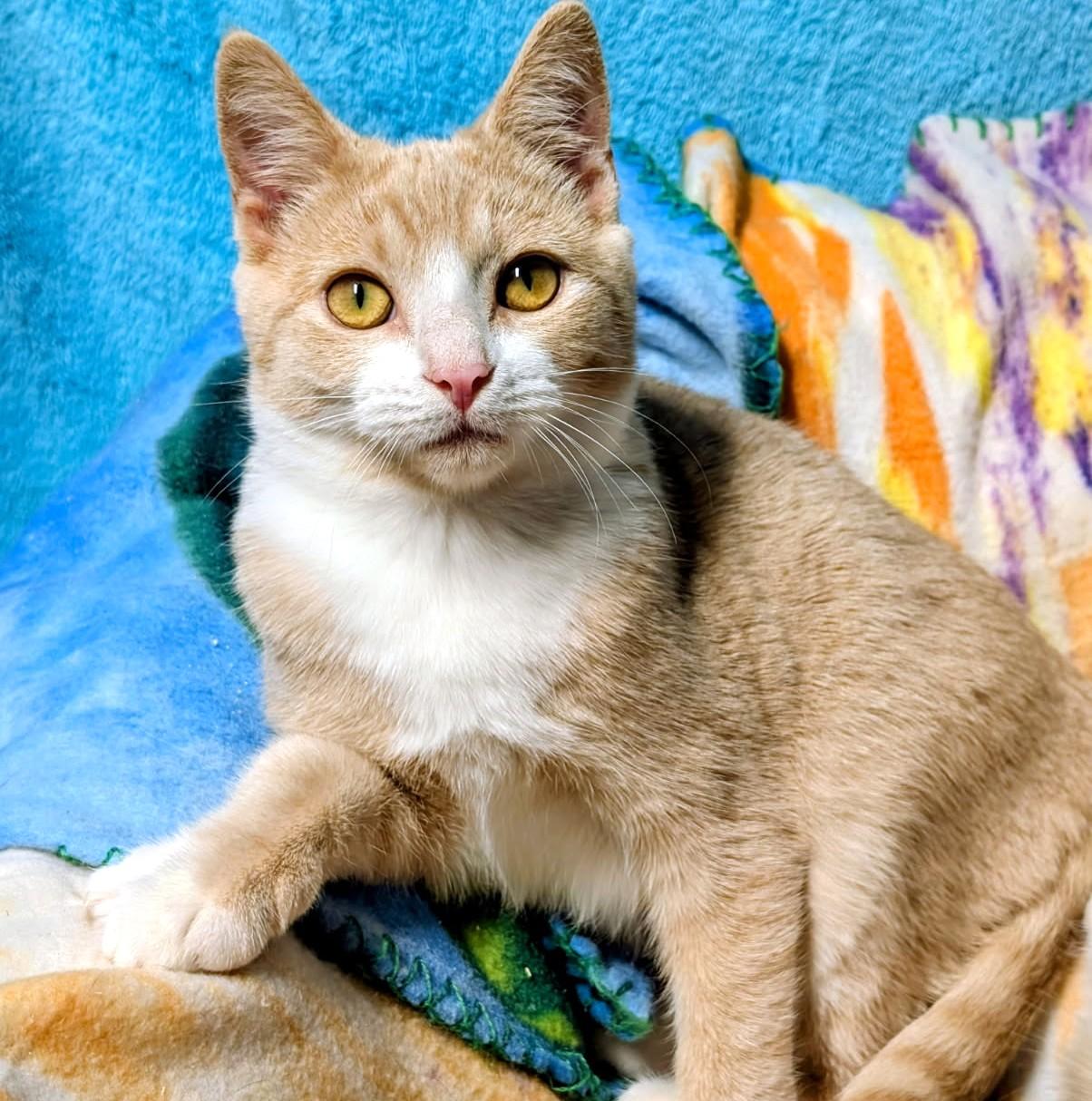 Enlarge Arthur & Albert Super Lovable, a Adoptable Siamese in Newport, WA image 2/6