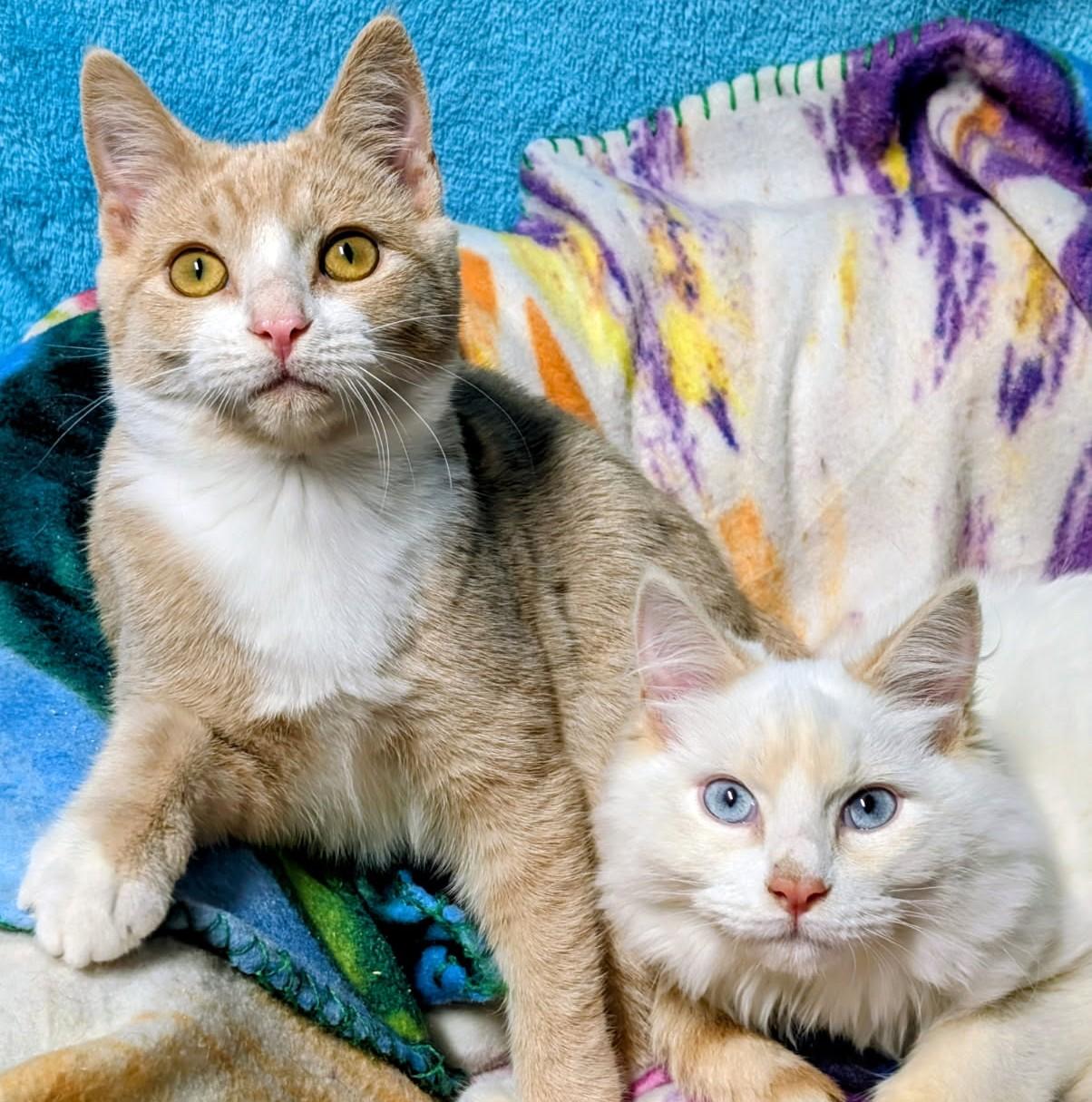 Arthur & Albert Super Lovable, Adoptable, Kitten Male Siamese.