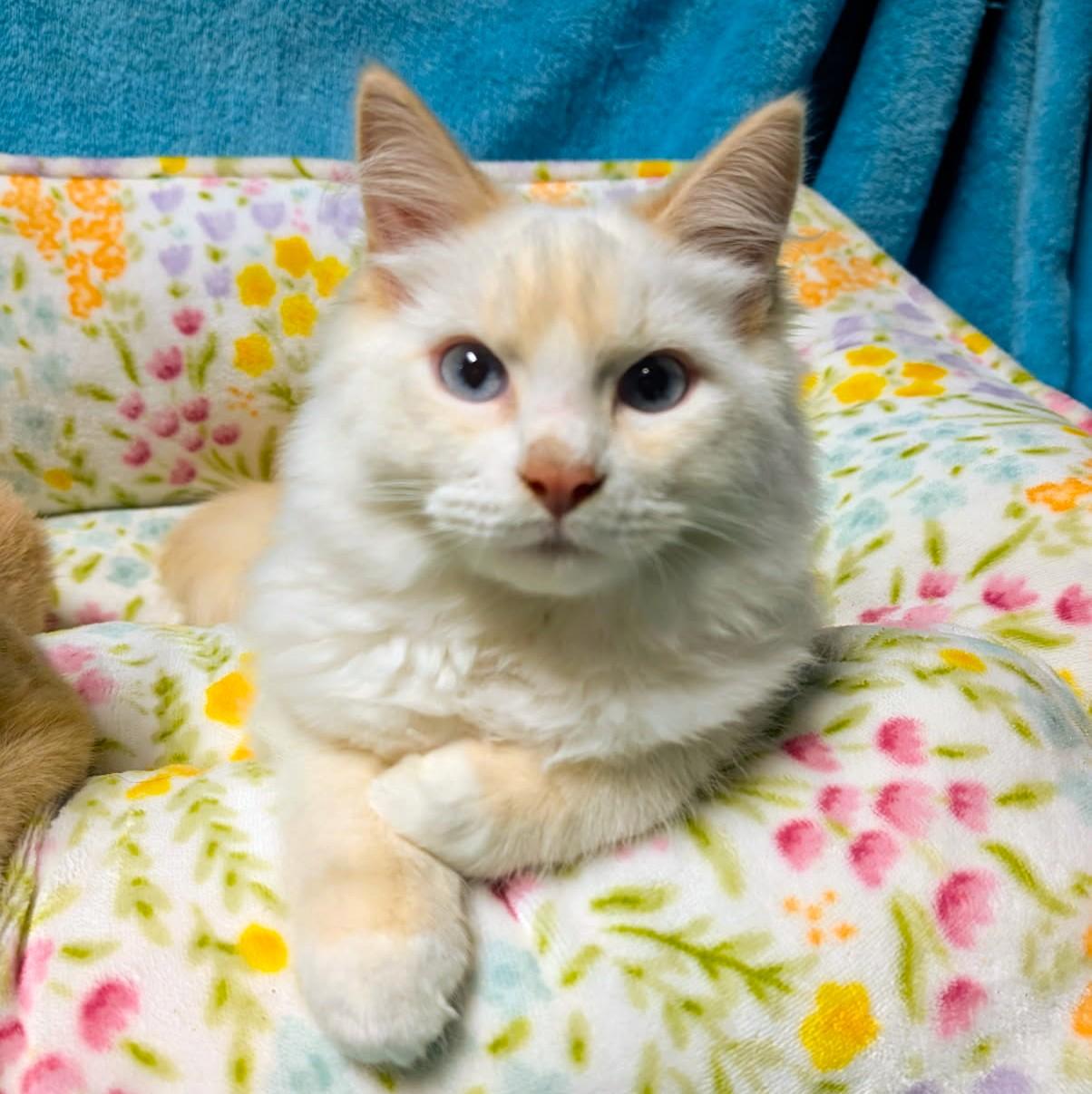 Enlarge Arthur & Albert Super Lovable, a Adoptable Siamese in Newport, WA image 6/6
