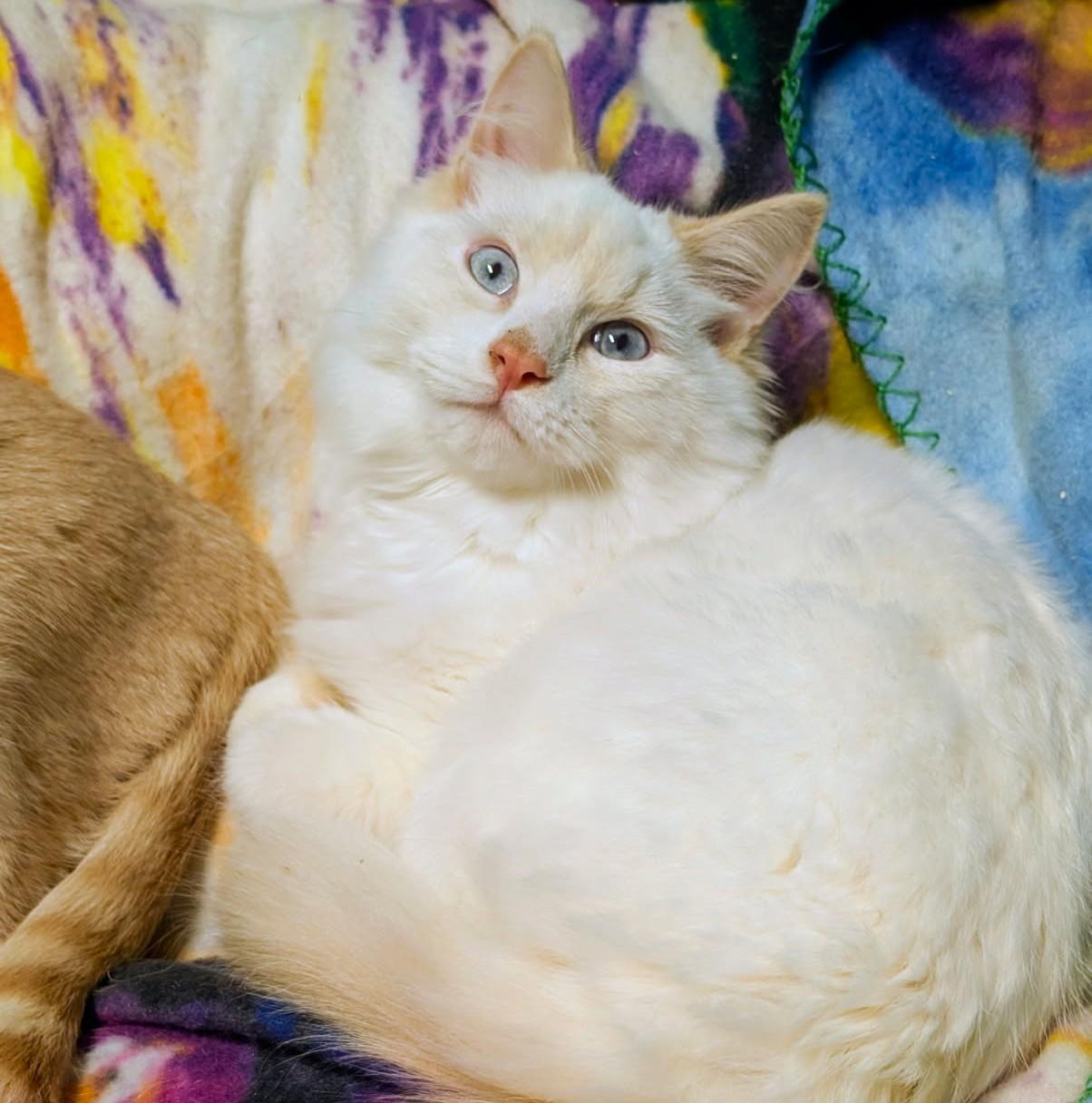Enlarge Arthur & Albert Super Lovable, a Adoptable Siamese in Newport, WA image 3/6