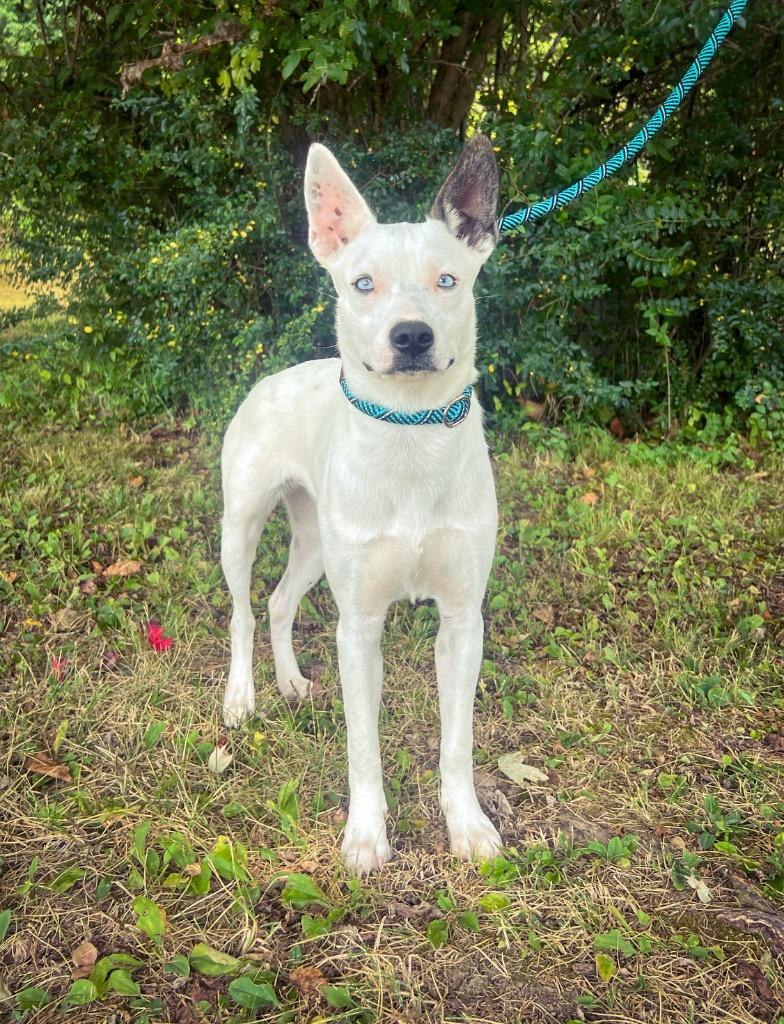 Enlarge Ivy, a Adopted mixed breed in Murray, KY image 1/3