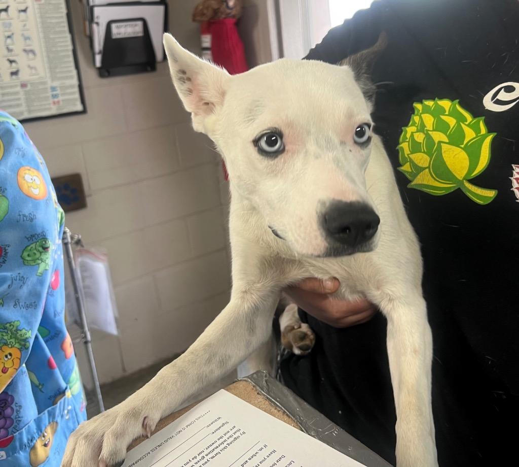 Enlarge Ivy, a Adoptable mixed breed in Murray, KY image 3/3