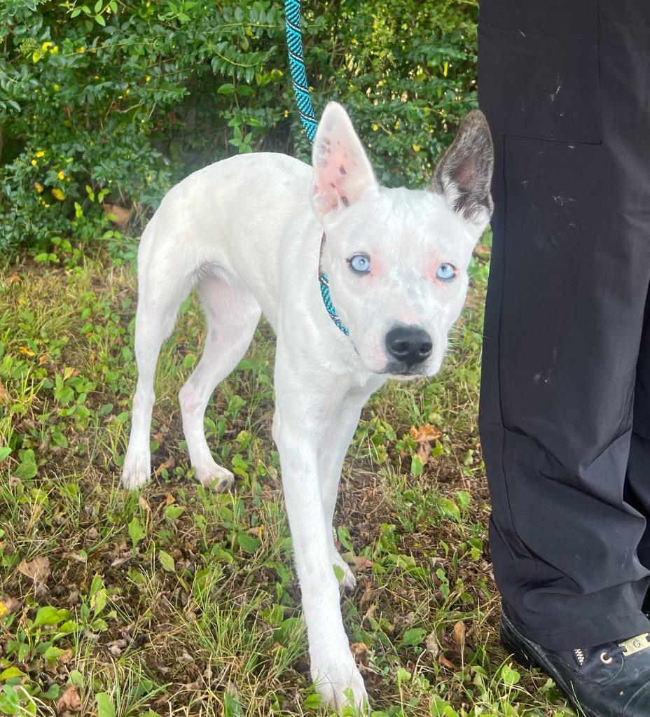 Enlarge Ivy, a Adopted mixed breed in Murray, KY image 3/3