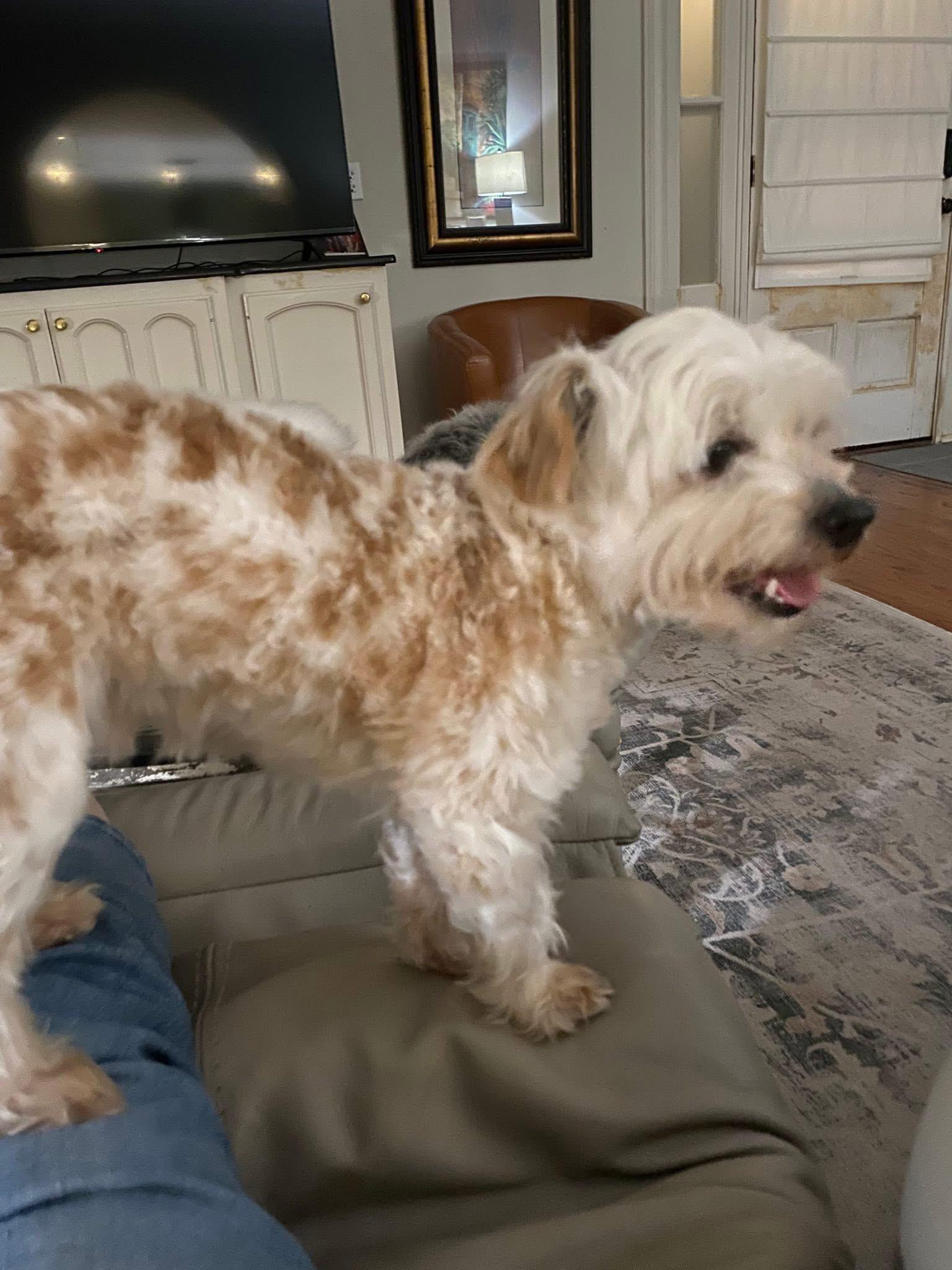 Enlarge Logan, an adopted mixed breed in Baker, LA image 4/5