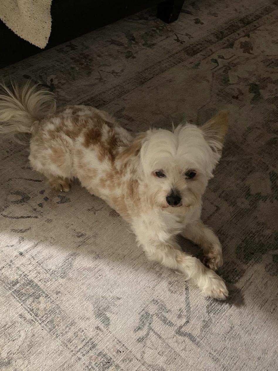 Enlarge Logan, an adopted mixed breed in Baker, LA image 2/5