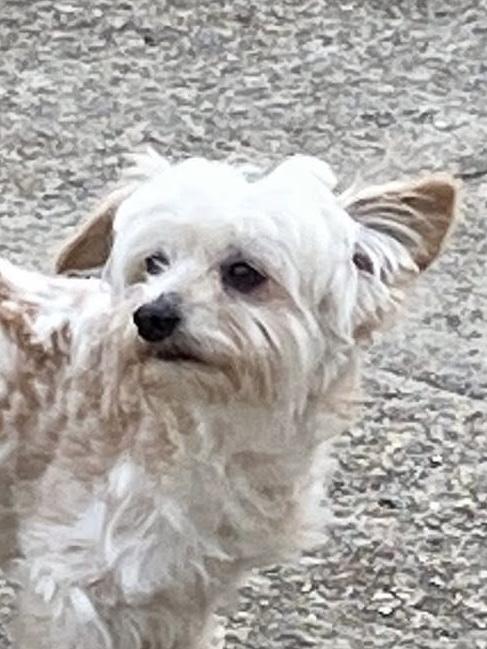 Logan, adopted, Adult Male Maltese.